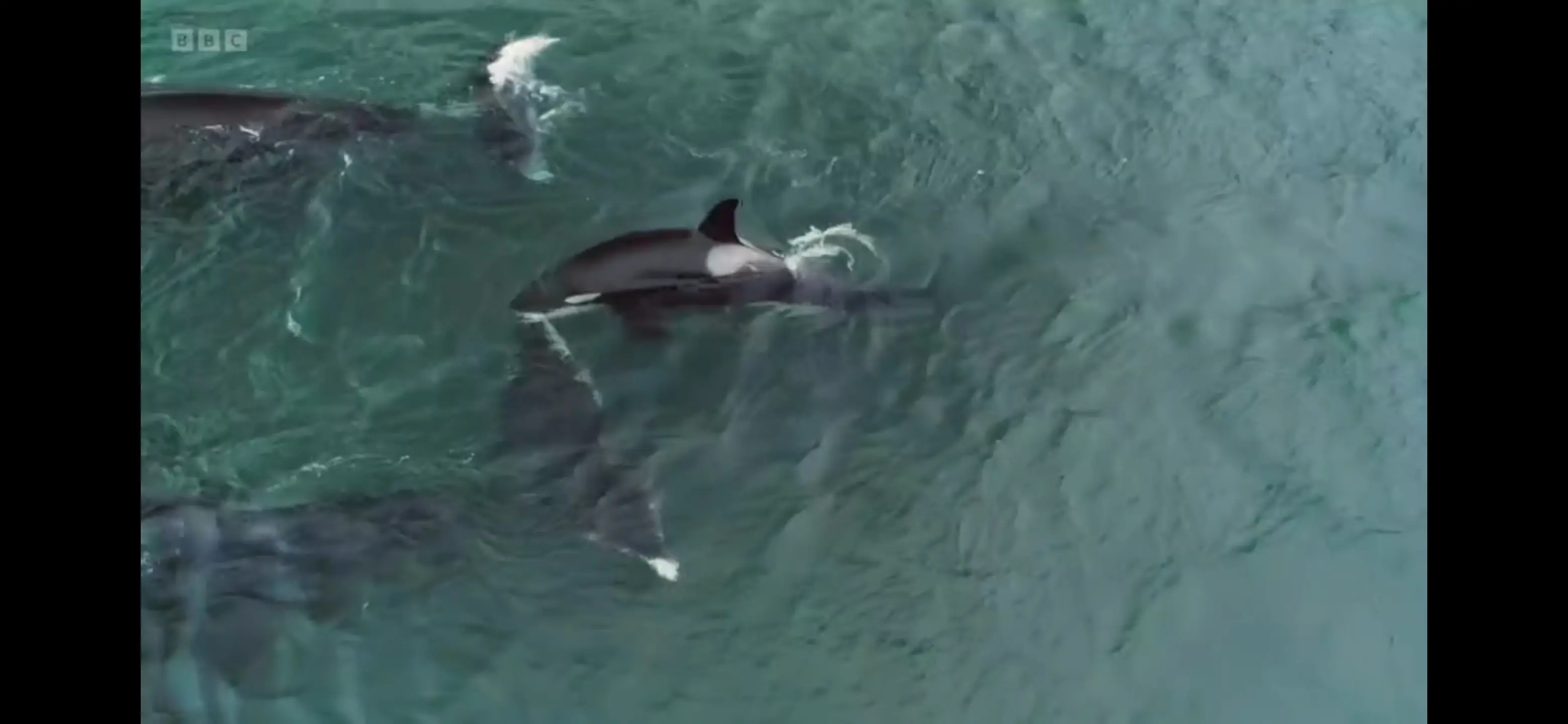 Killer whale (Orcinus orca) as shown in Frozen Planet II - Frozen Ocean